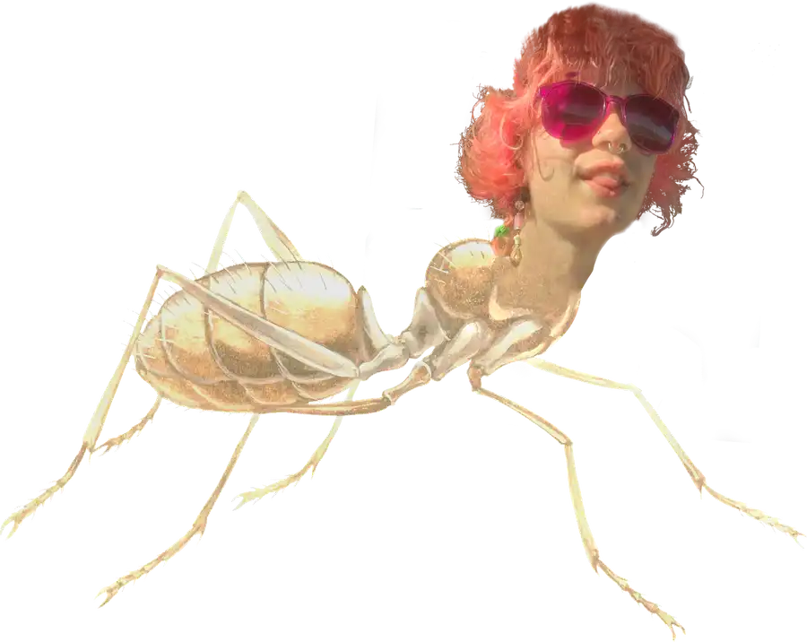 An ant human